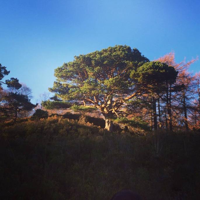 16805487_10158452876020268_2023478809_o